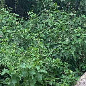 Meet your Posher, Binti